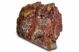 Polished Rainbow Petrified Wood Stand Up - Arizona #382177-1